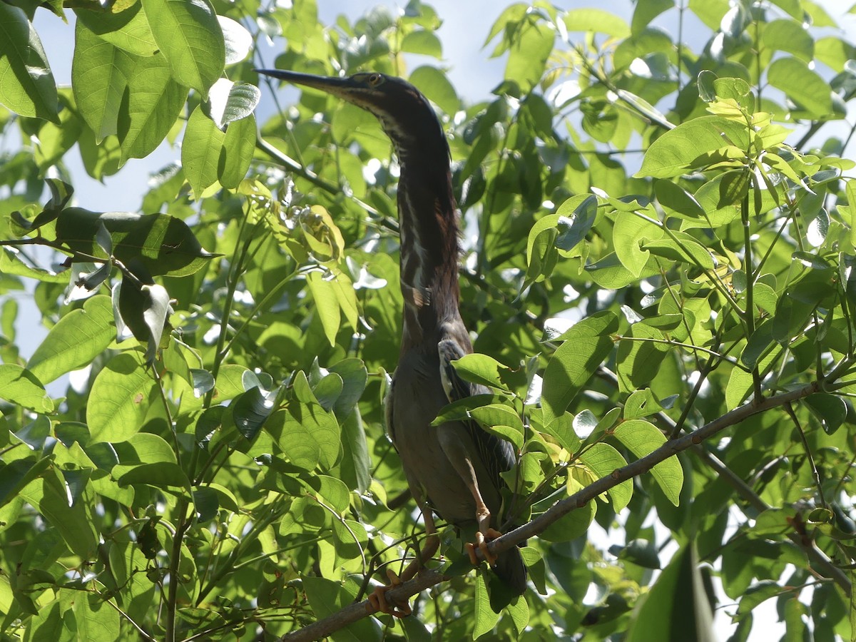 Green Heron (virescens/bahamensis) - ML620410799