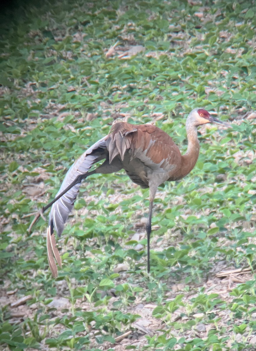 Sandhill Crane - ML620410801