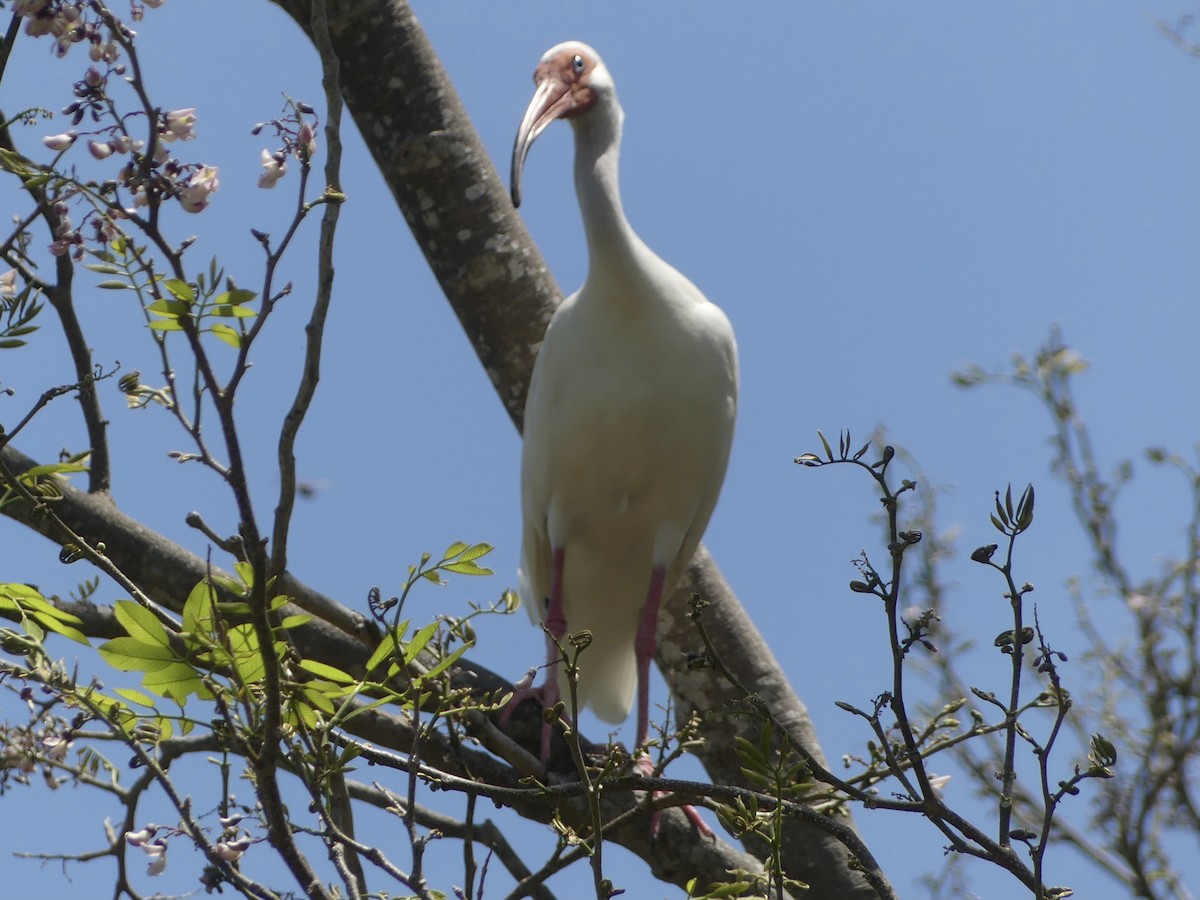 ibis bílý - ML620410802