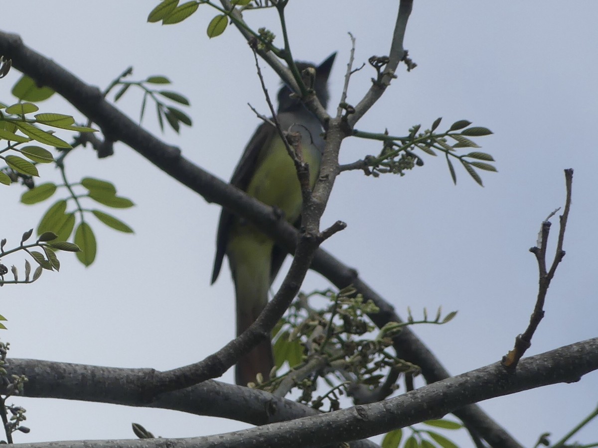 Great Crested Flycatcher - ML620410808