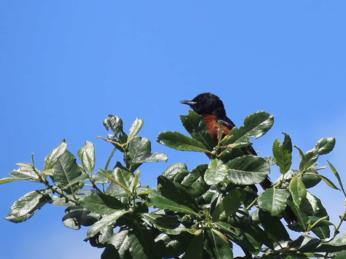 Orchard Oriole - ML620410817