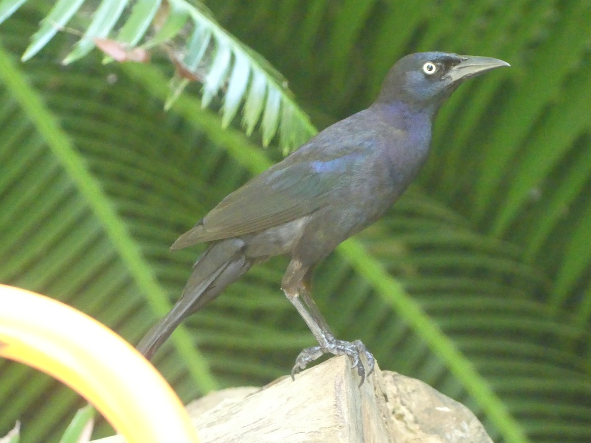 Common Grackle (Florida/Purple) - ML620410825