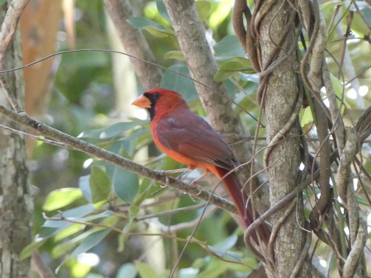 Красный кардинал [группа cardinalis] - ML620410829