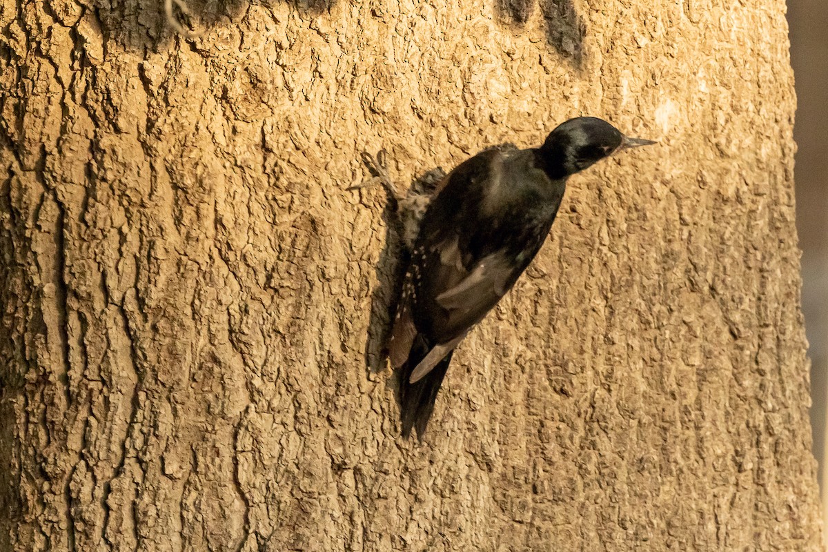 Black-backed Woodpecker - ML620410831