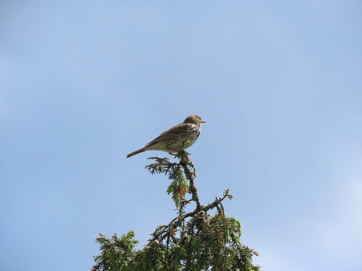 Meadow Pipit - ML620410833