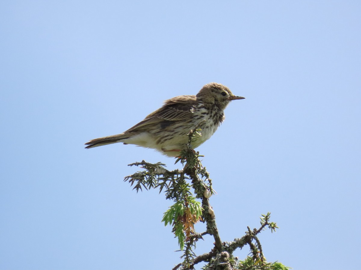 Meadow Pipit - ML620410834