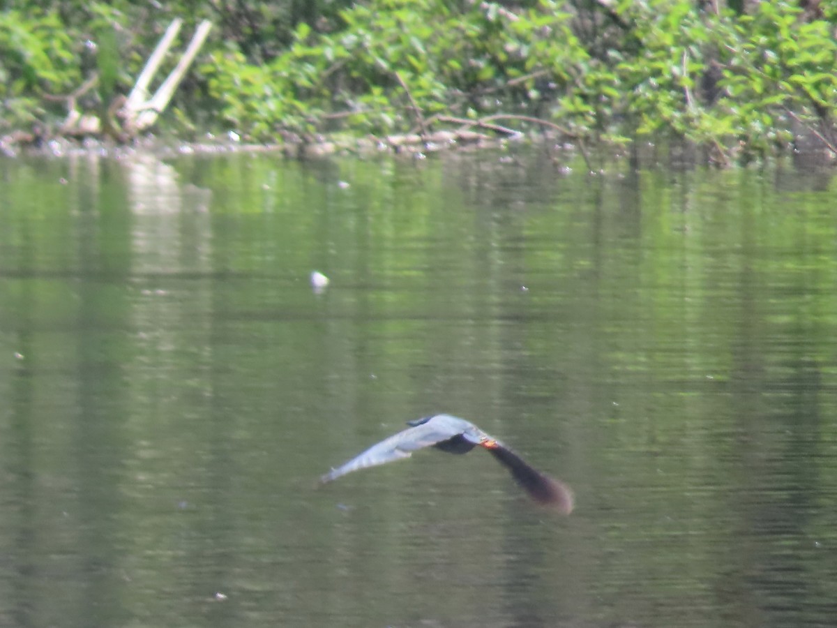 Green Heron - ML620410837