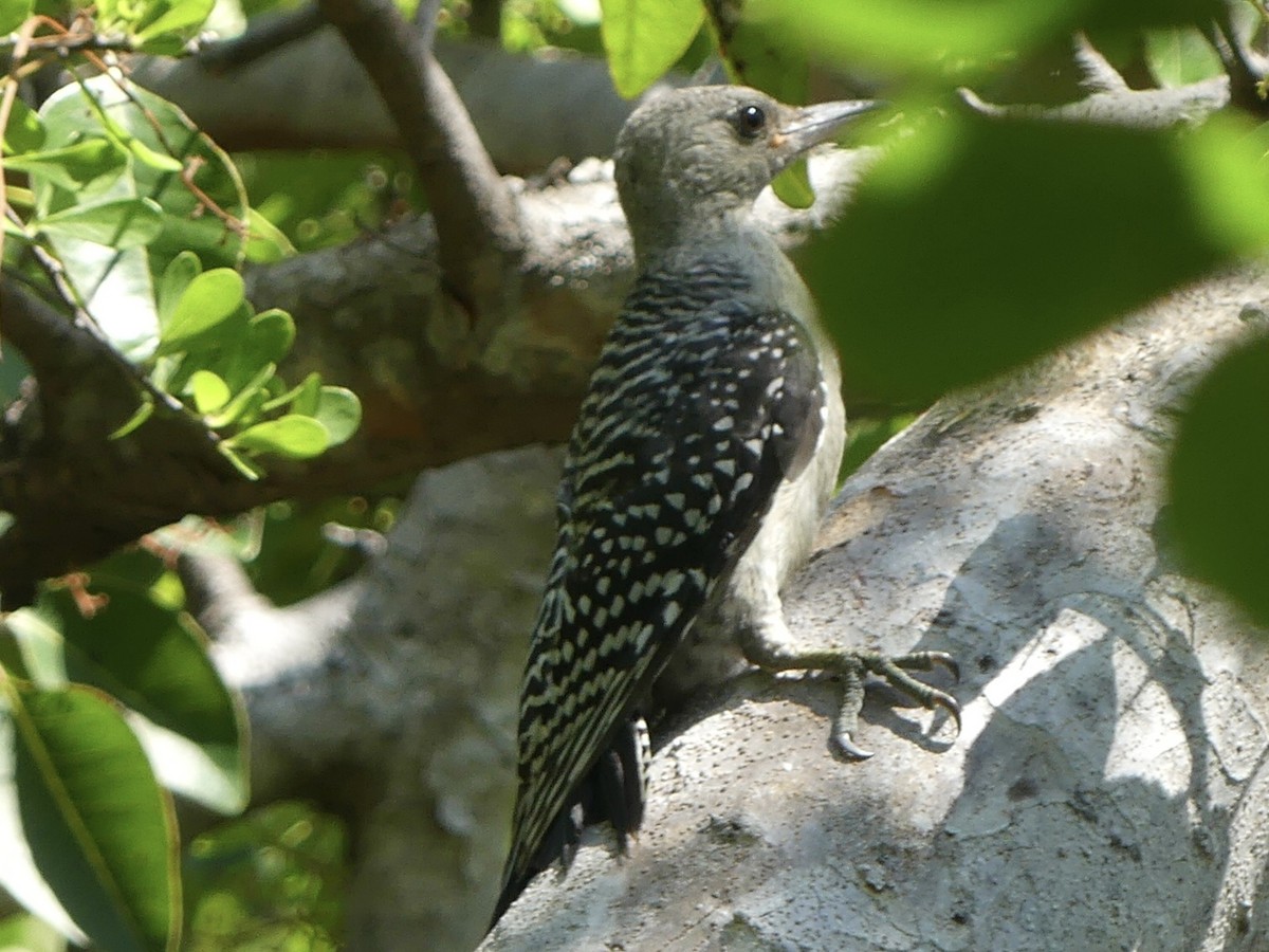 Red-bellied Woodpecker - ML620410857