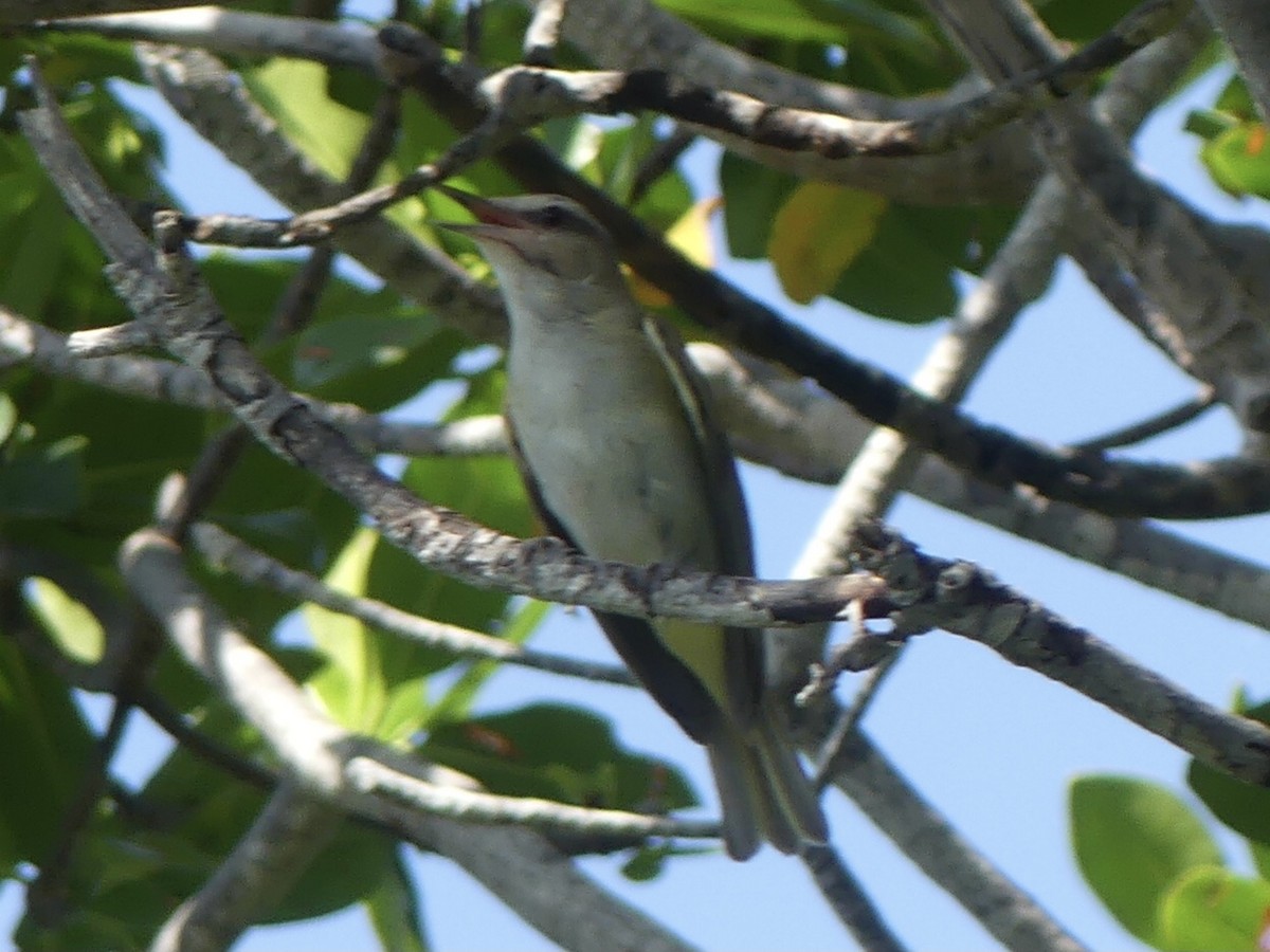 Black-whiskered Vireo - ML620410869