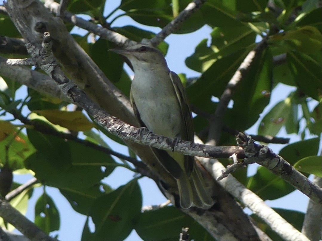 Black-whiskered Vireo - ML620410870