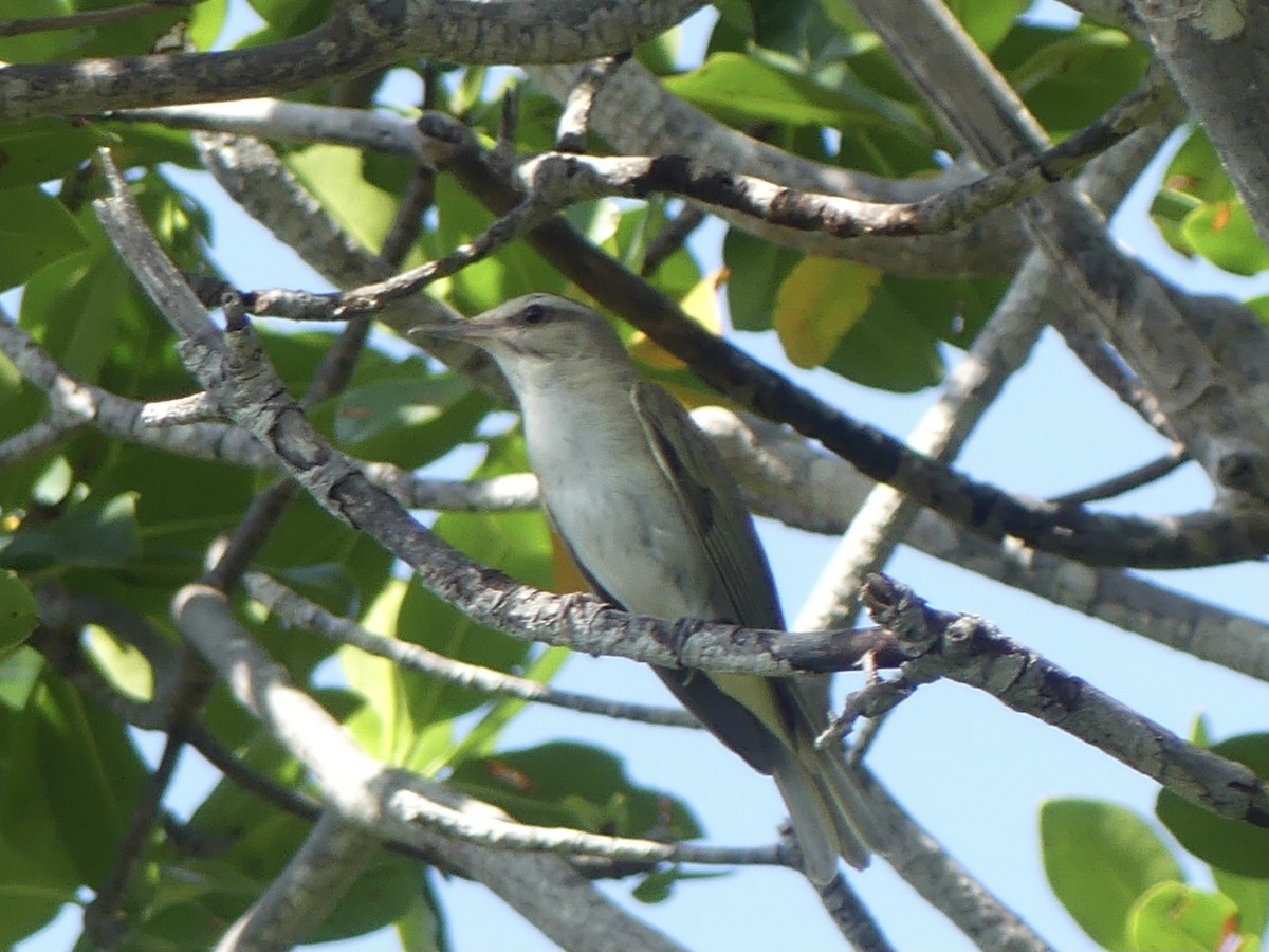 Black-whiskered Vireo - Eric Plage