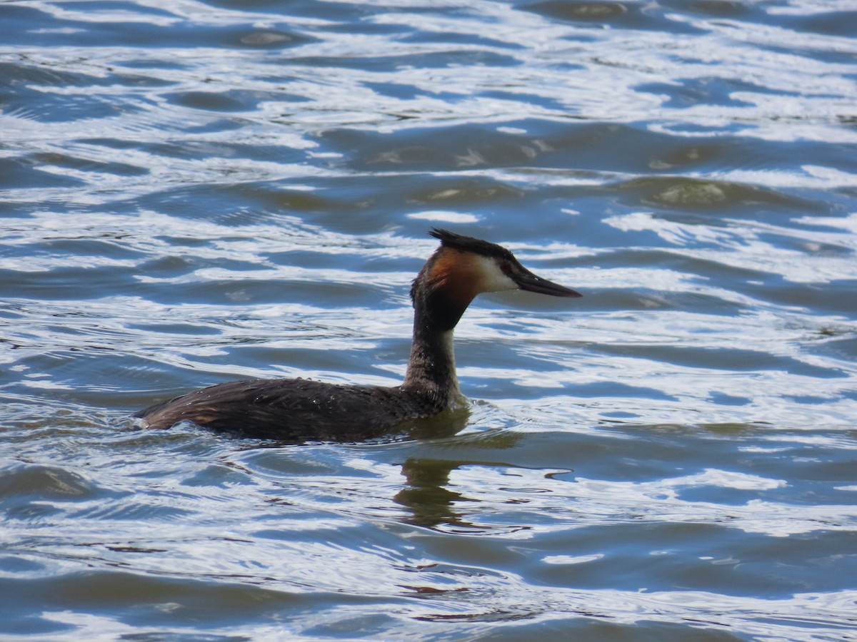 Great Crested Grebe - ML620410896