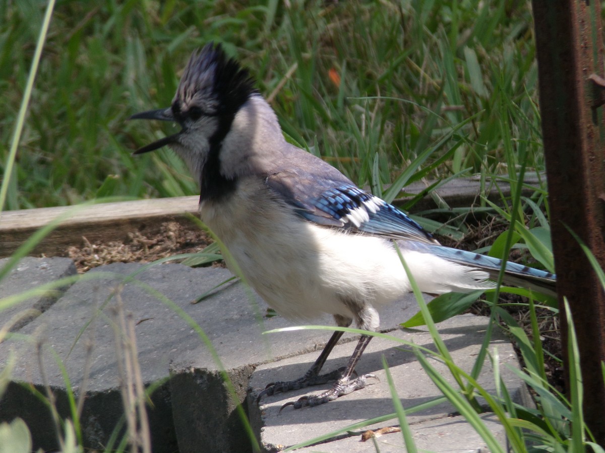 Blue Jay - ML620410908