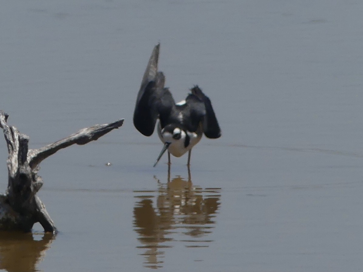 Black-necked Stilt (Black-necked) - ML620410917