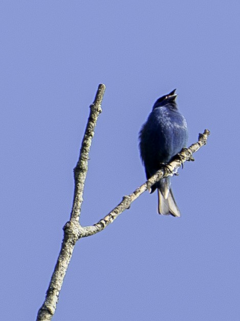 Passerin indigo - ML620410921