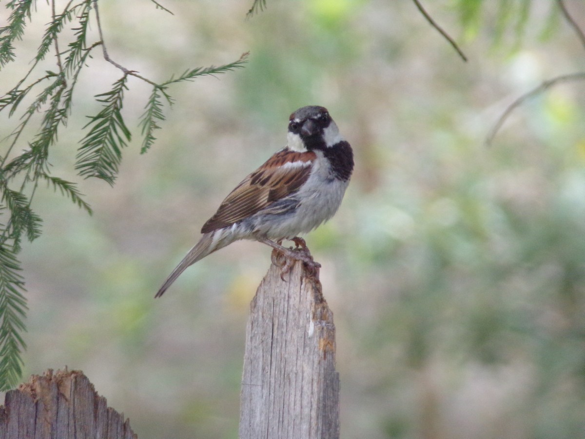 House Sparrow - ML620410922