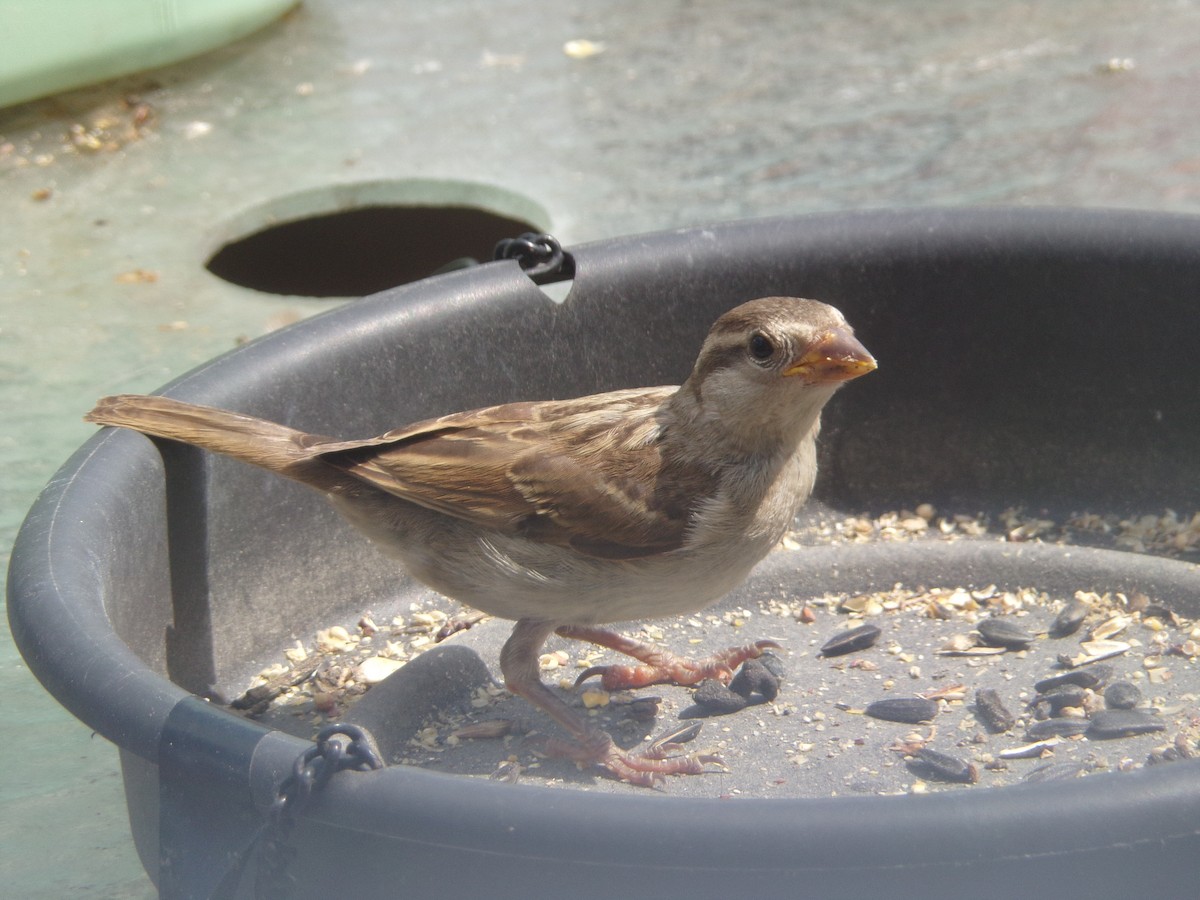 House Sparrow - ML620410923