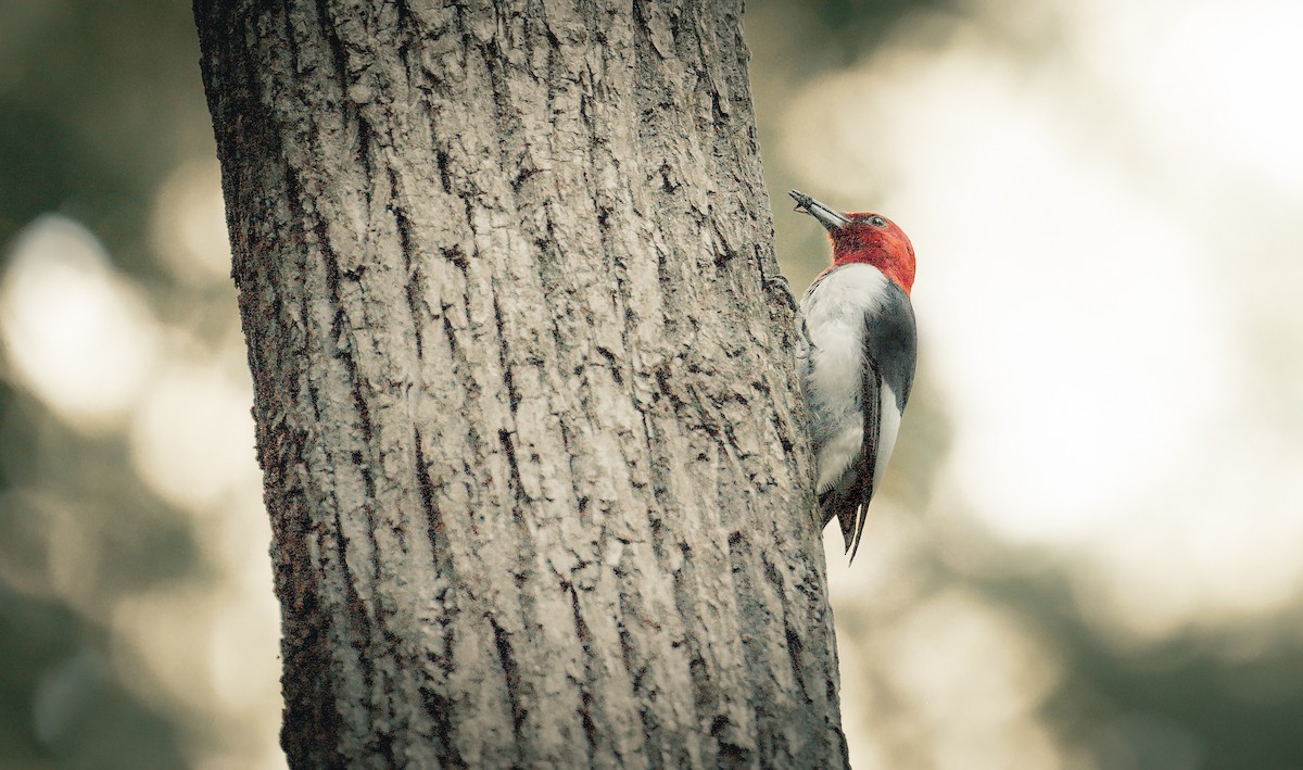 Red-headed Woodpecker - ML620410925