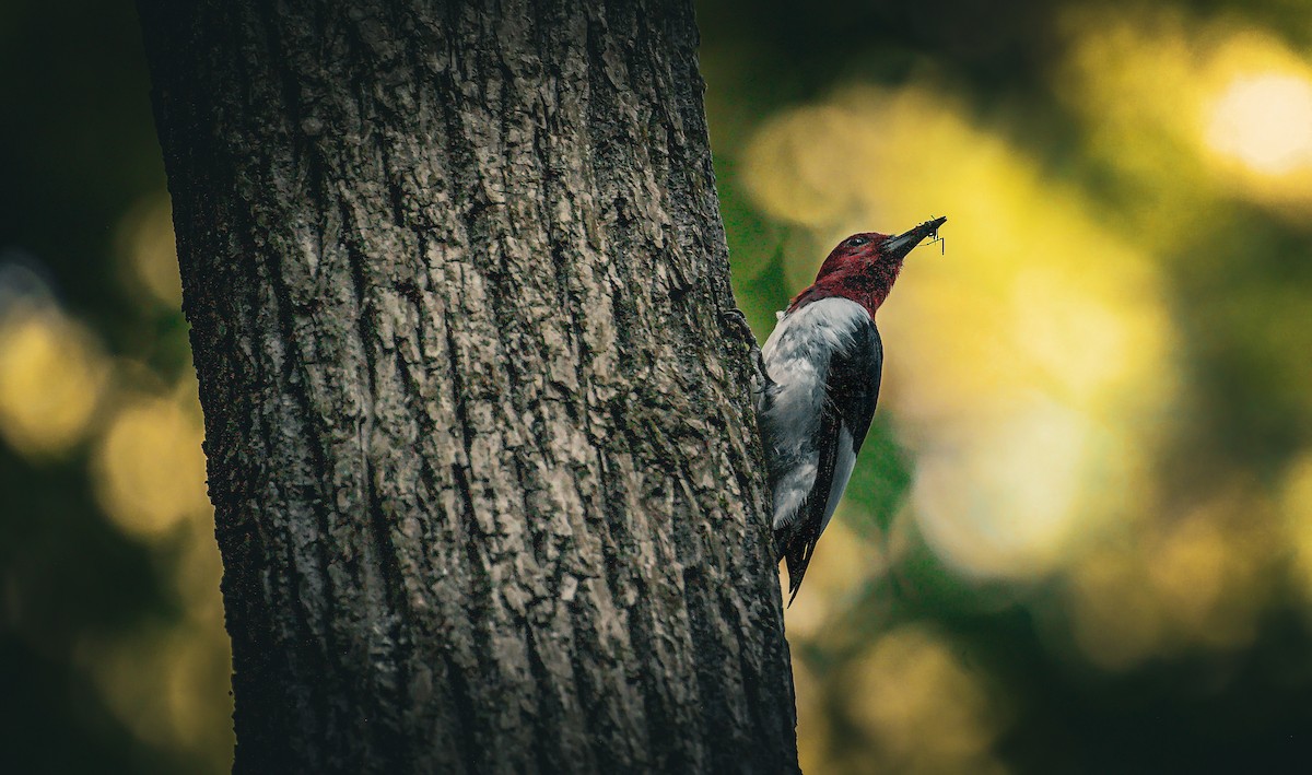 Red-headed Woodpecker - ML620410926