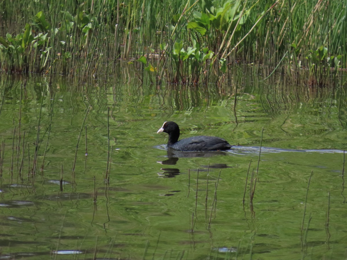 Eurasian Coot - ML620410932