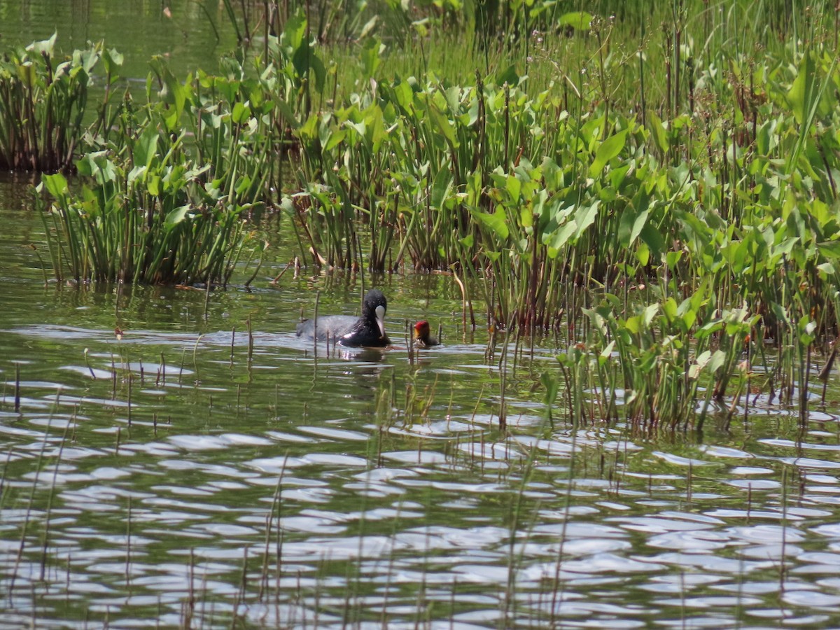 Eurasian Coot - ML620410933