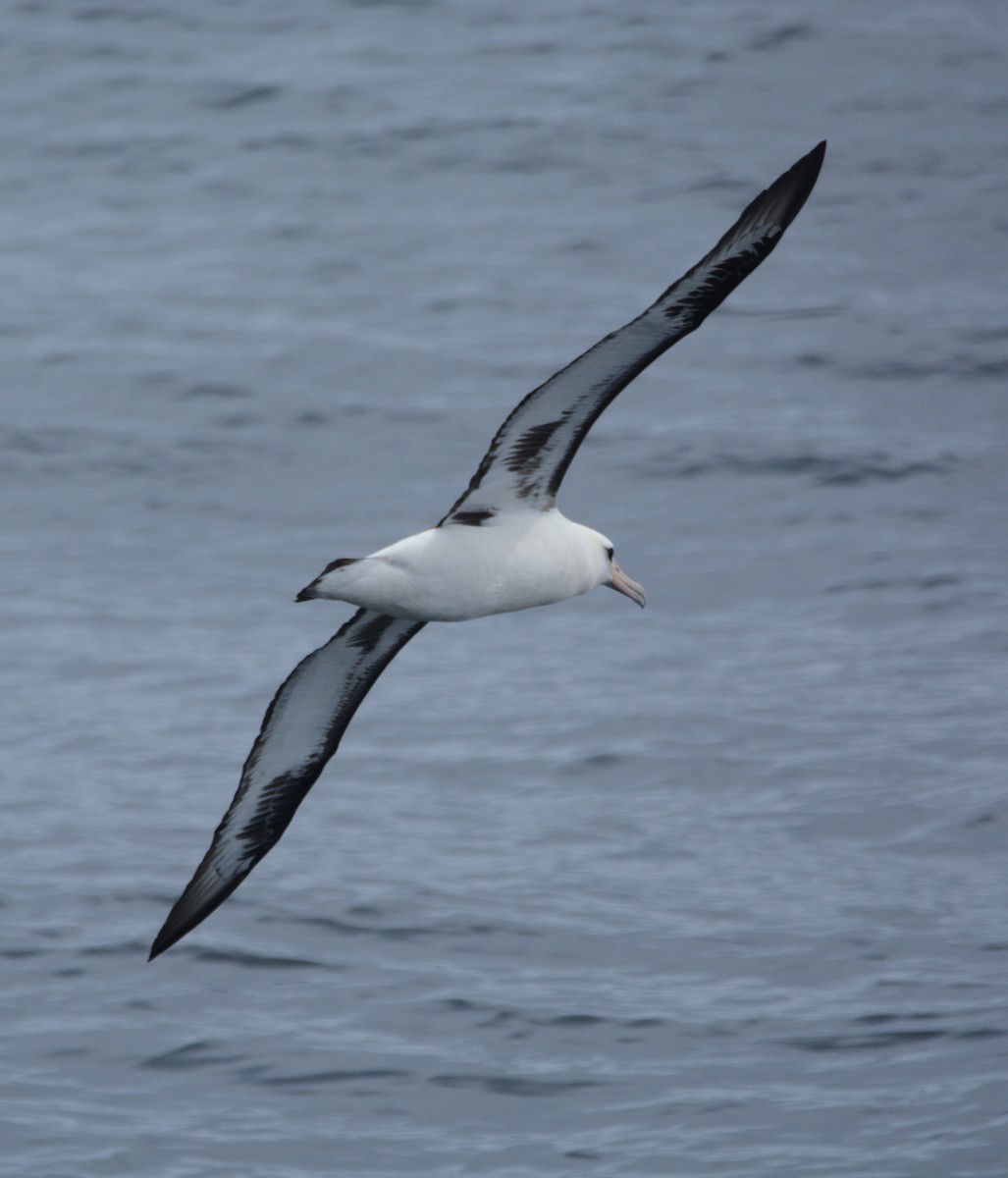 Laysan Albatross - ML620410942