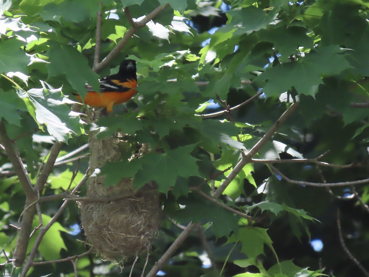 Oriole de Baltimore - ML620410962