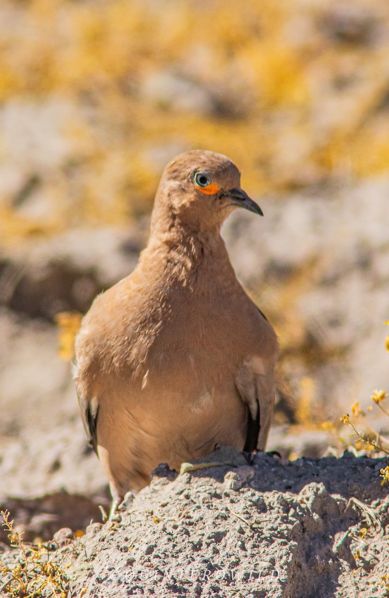 Black-winged Ground Dove - ML620410975