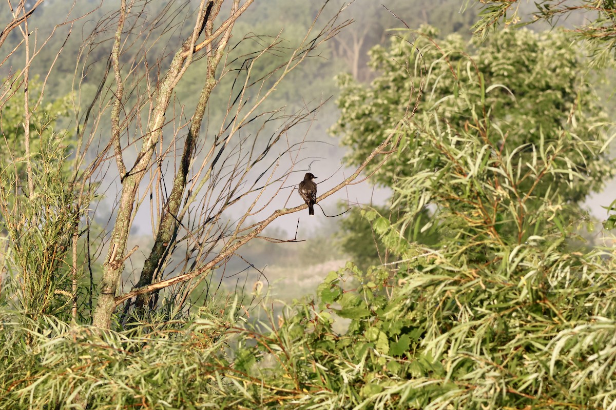 Eastern Kingbird - ML620410983