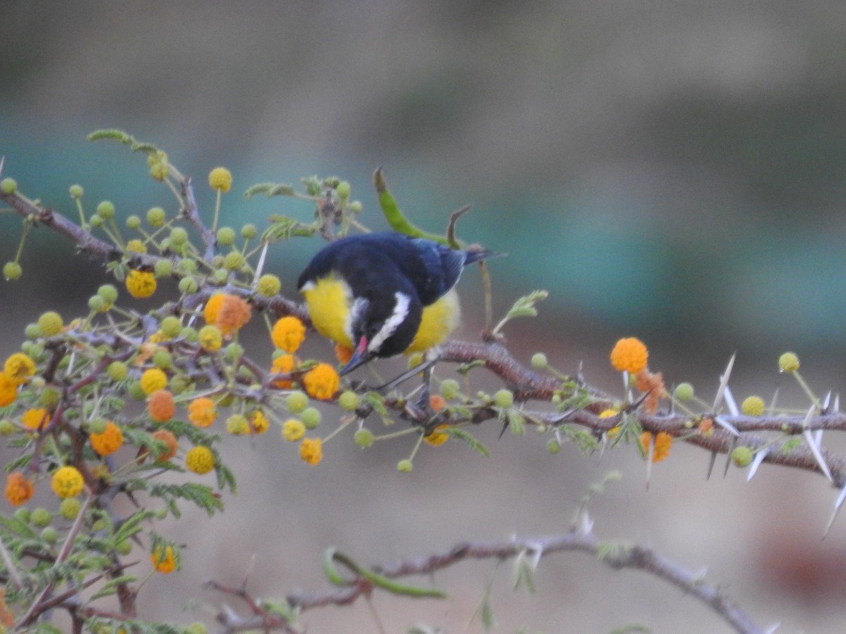 Bananaquit - ML620410984