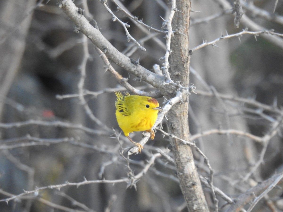 Yellow Warbler - ML620411006