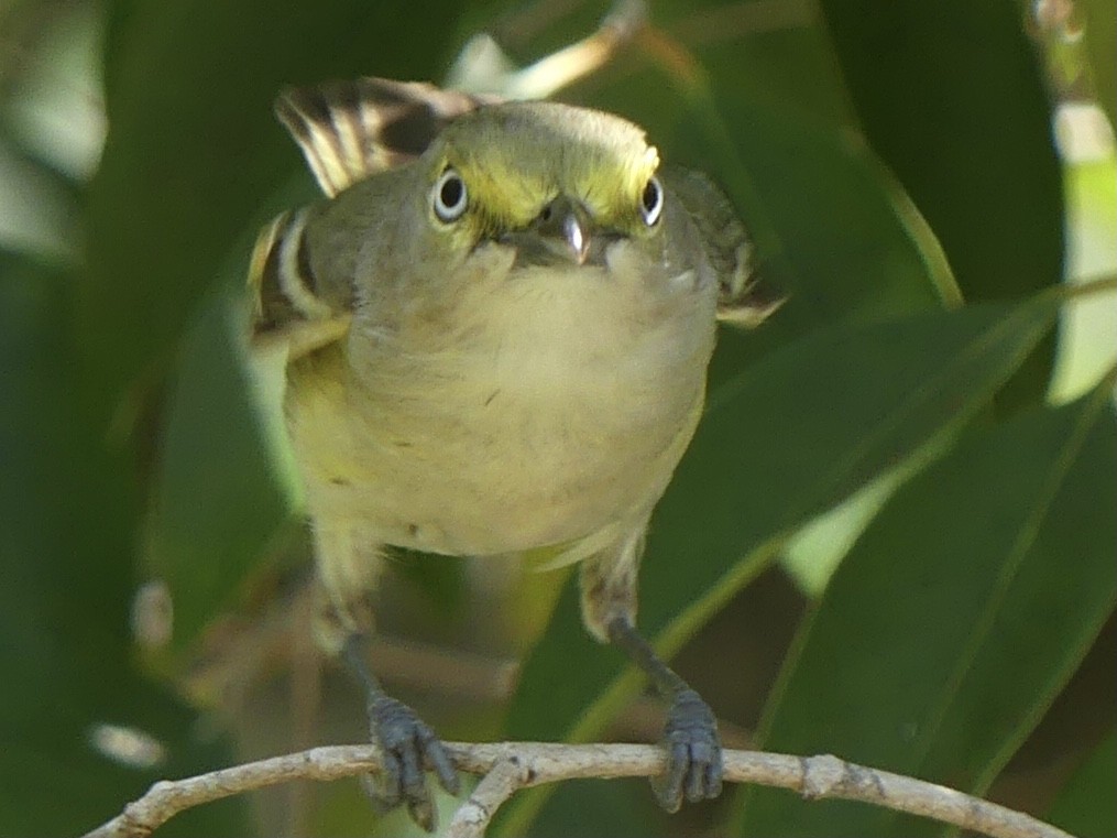 Vireo Ojiblanco (grupo griseus) - ML620411011