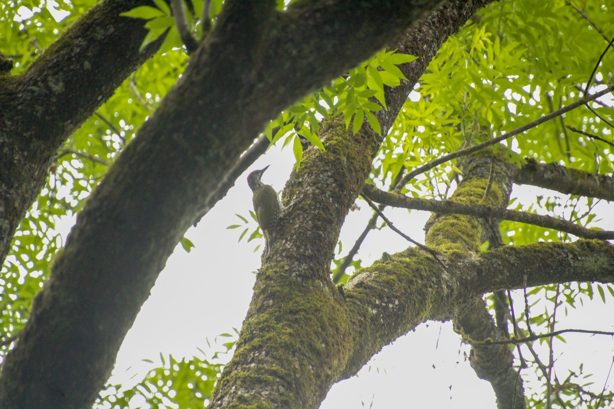 Eurasian Green Woodpecker - ML620411023