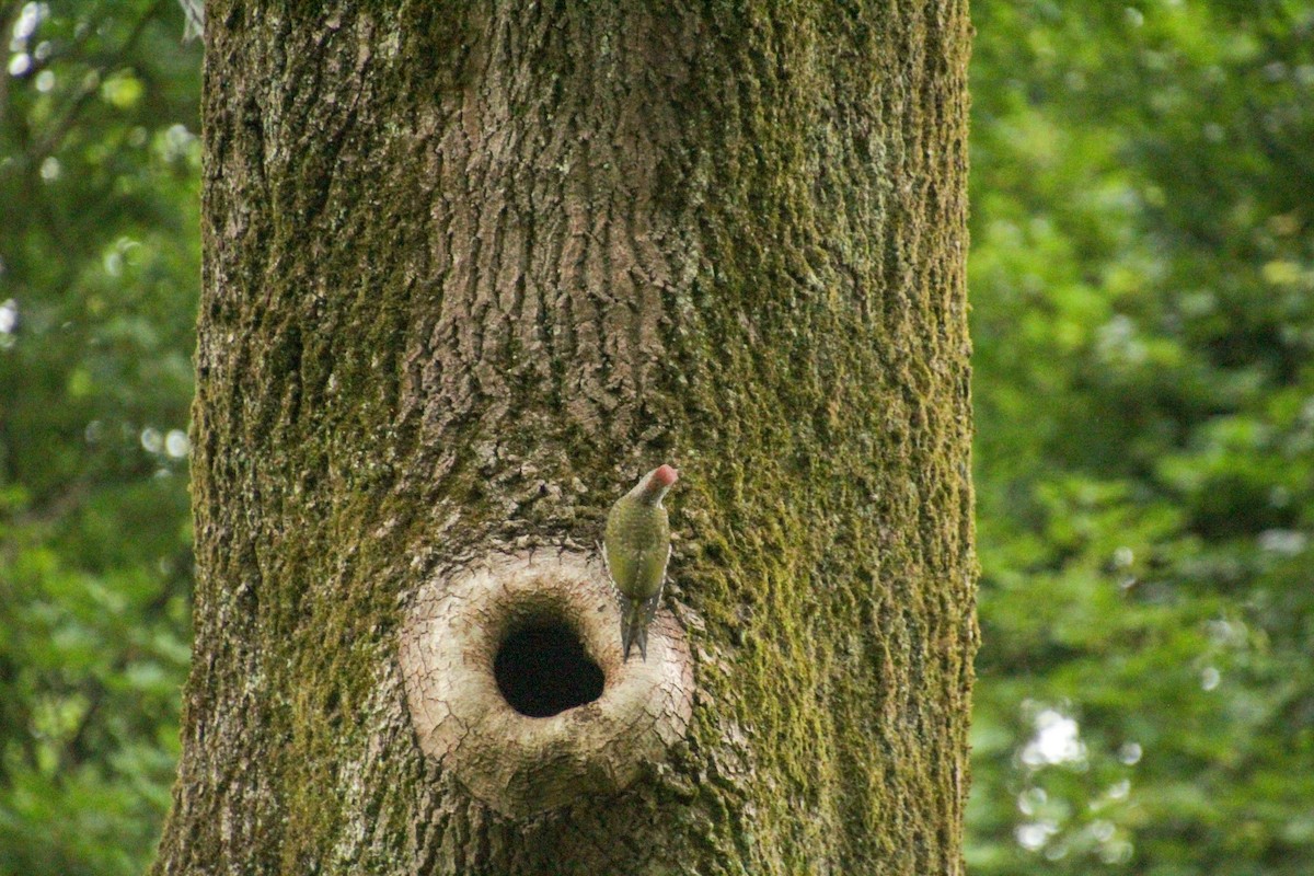 Eurasian Green Woodpecker - ML620411026
