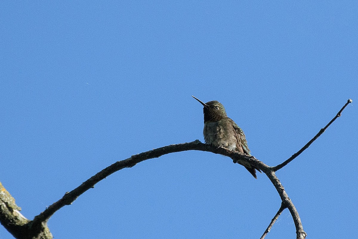 Ruby-throated Hummingbird - ML620411036