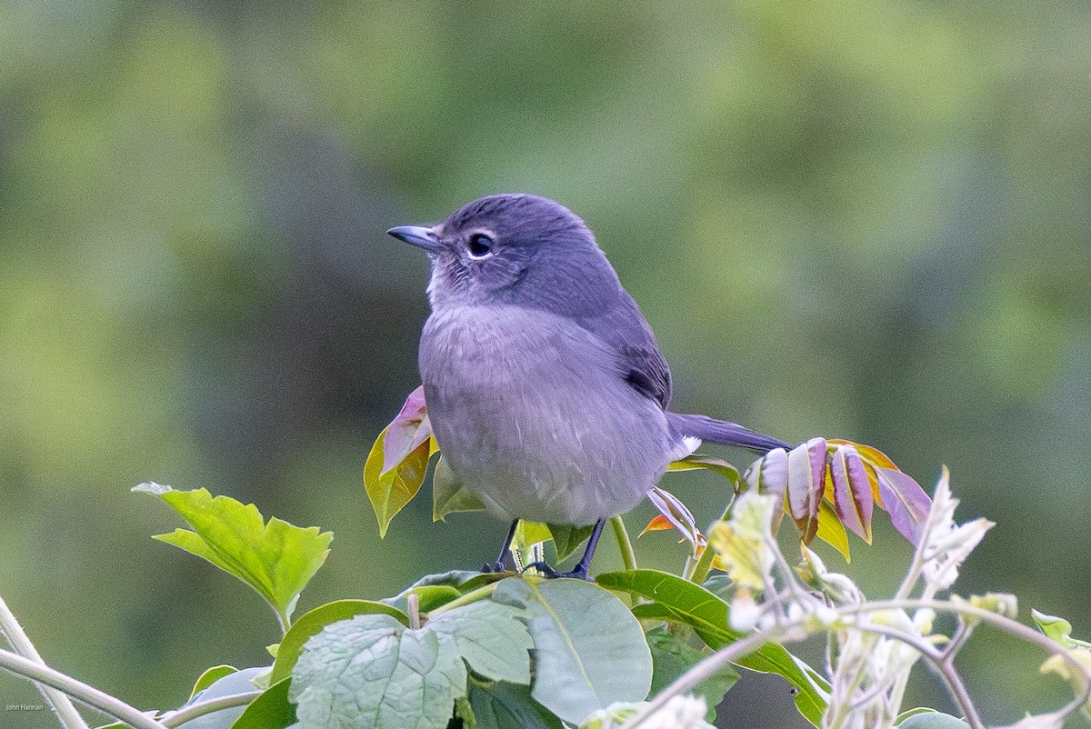 White-eyed Slaty-Flycatcher - ML620411038