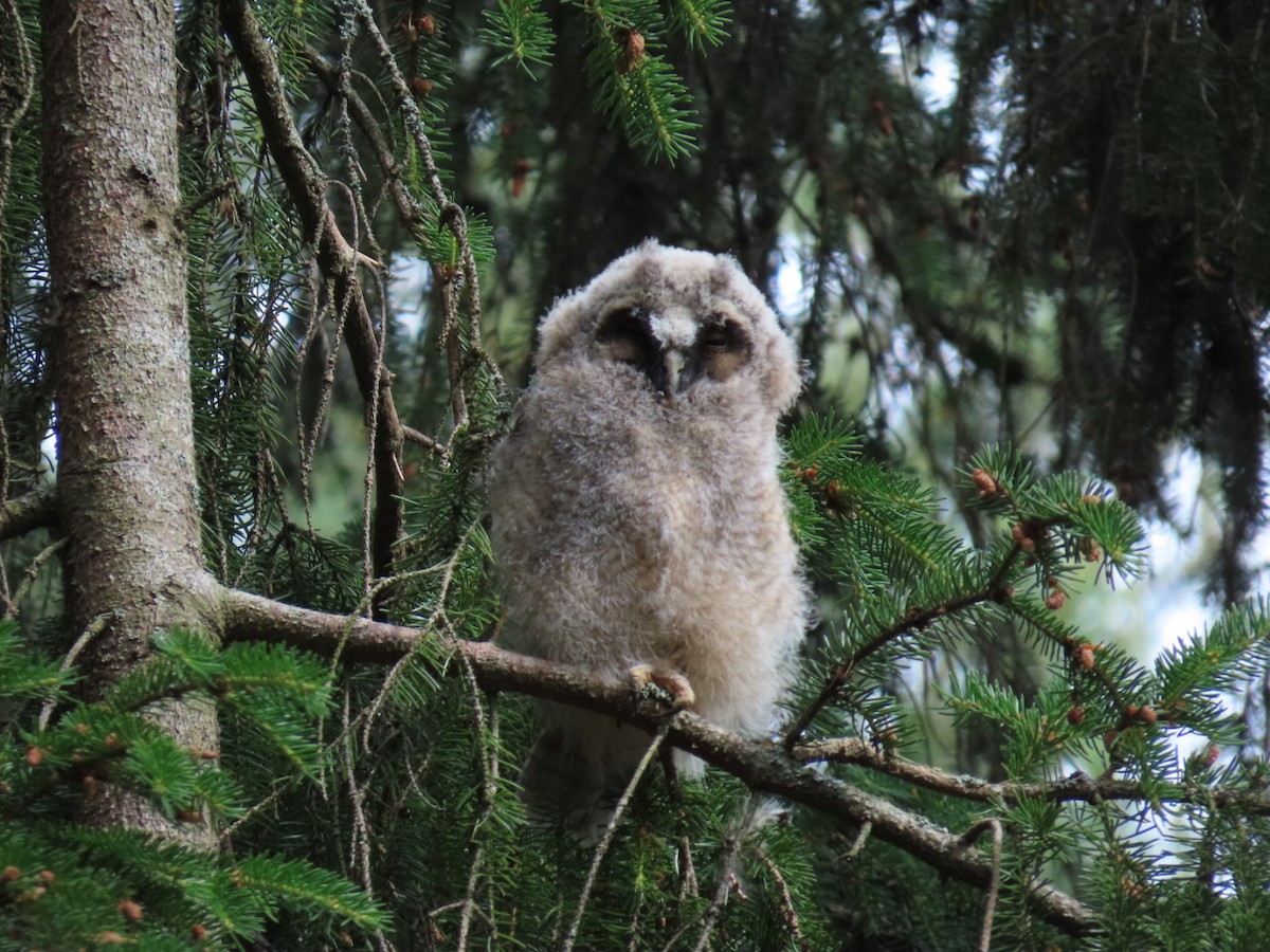 Long-eared Owl - ML620411044