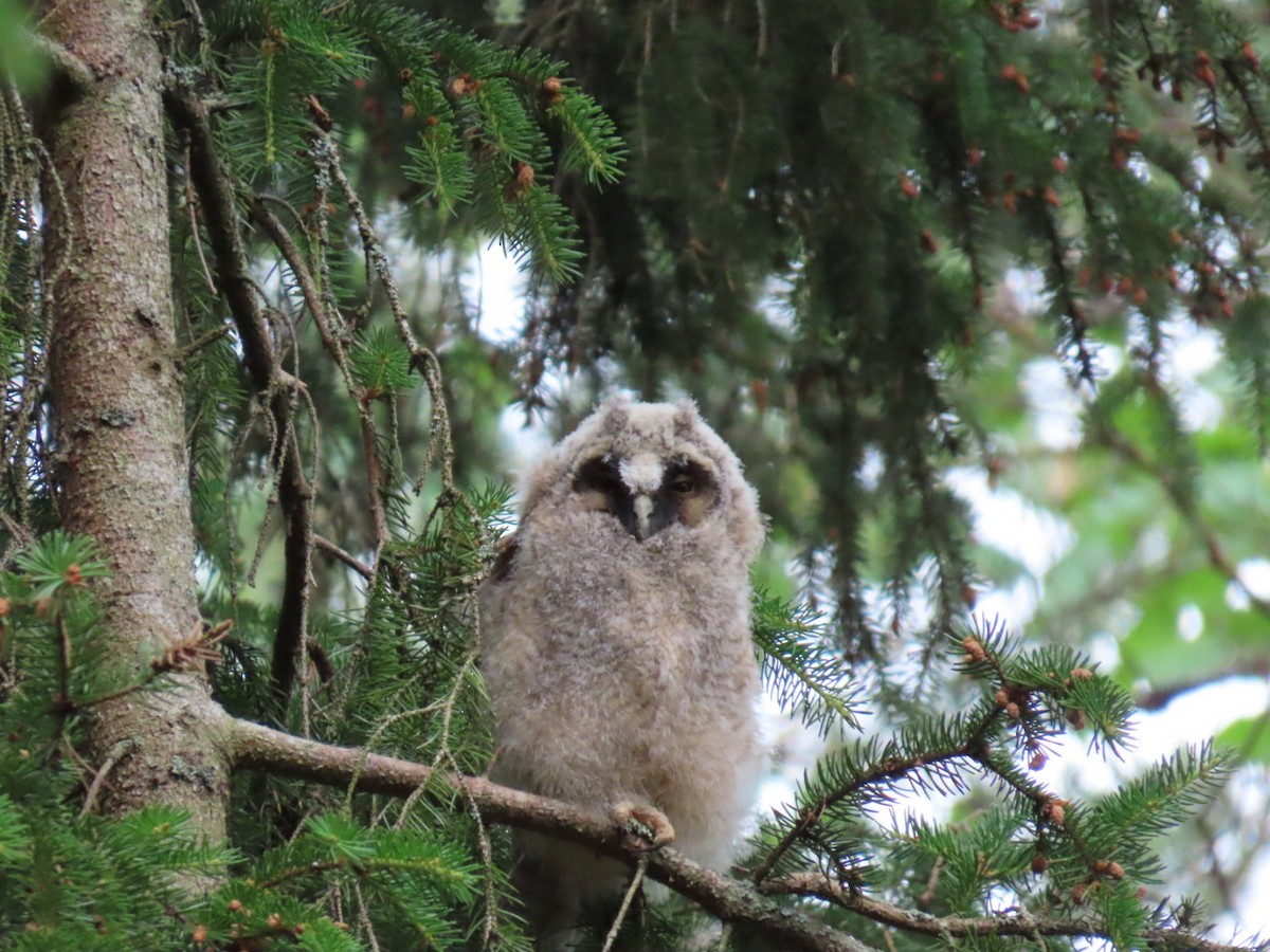 Long-eared Owl - ML620411045