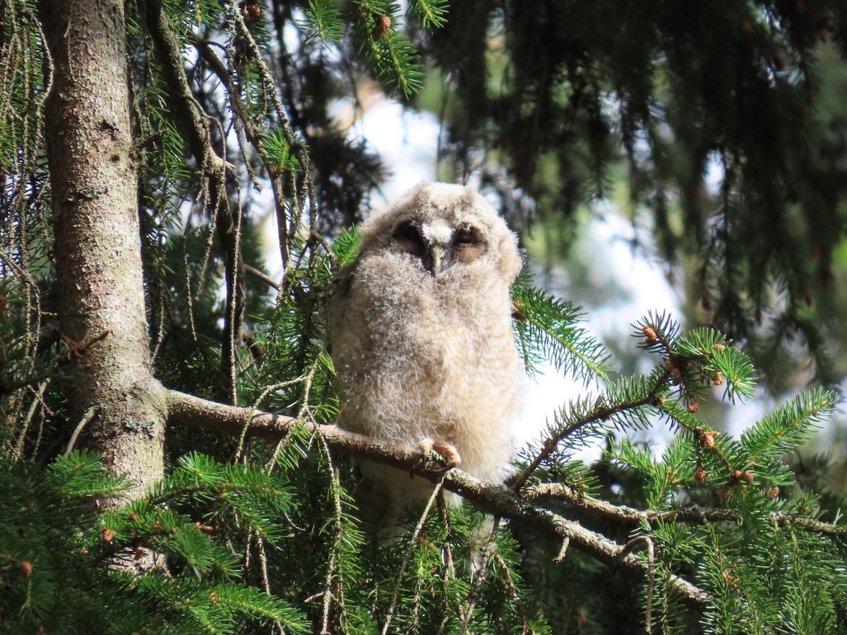 Long-eared Owl - ML620411046