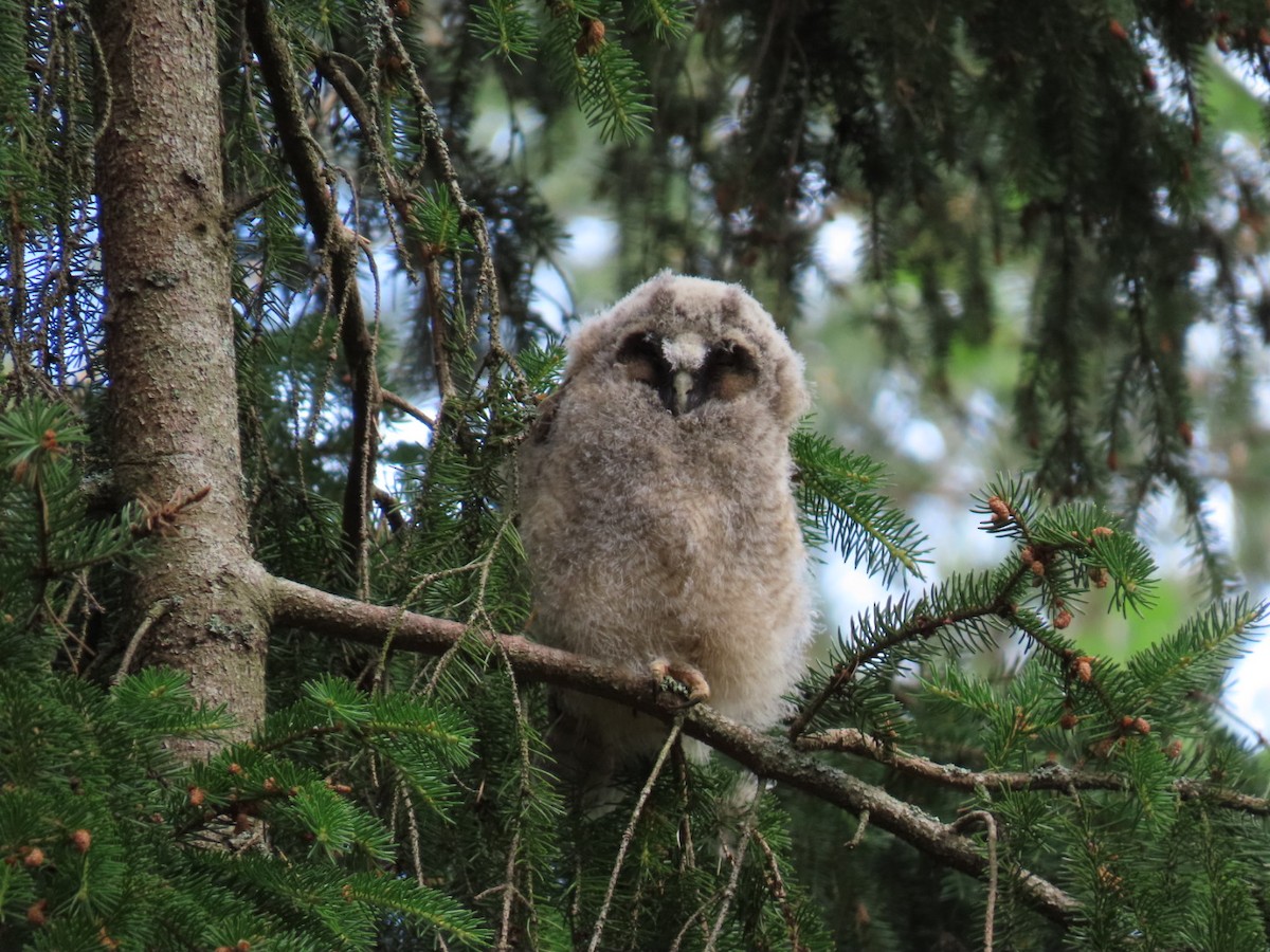 Long-eared Owl - ML620411048