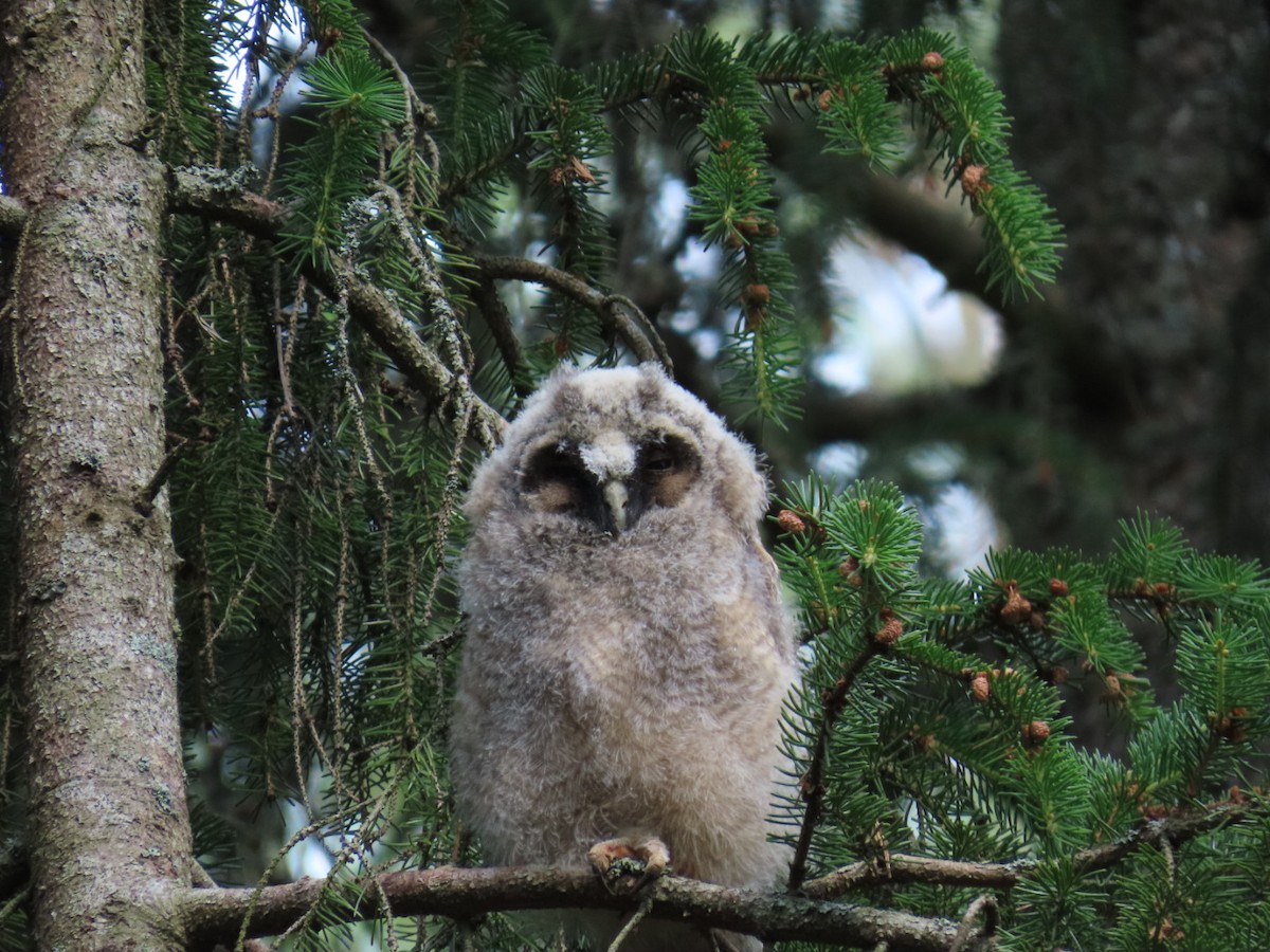 Long-eared Owl - ML620411050