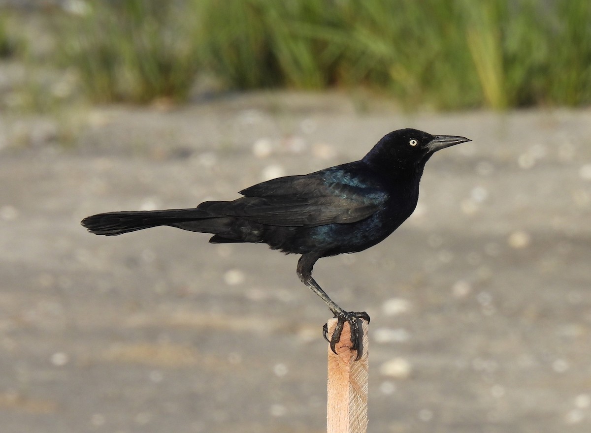 Boat-tailed Grackle - ML620411051