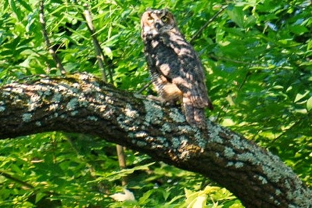 Great Horned Owl - ML620411055
