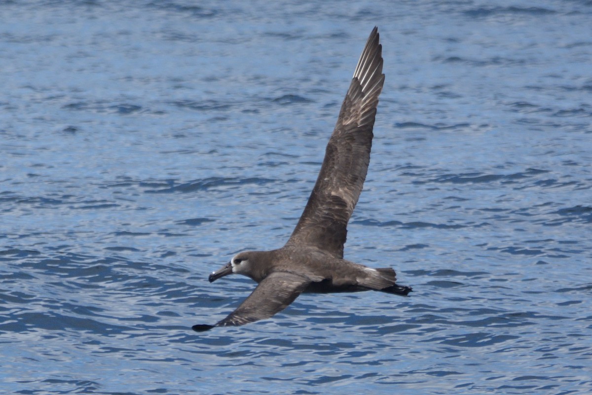 Albatros à pieds noirs - ML620411063