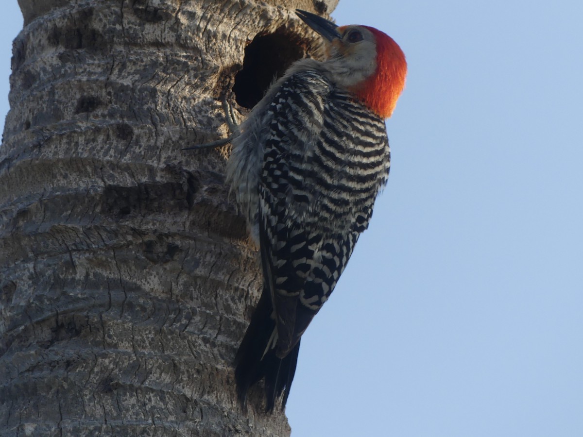 Red-bellied Woodpecker - Eric Plage