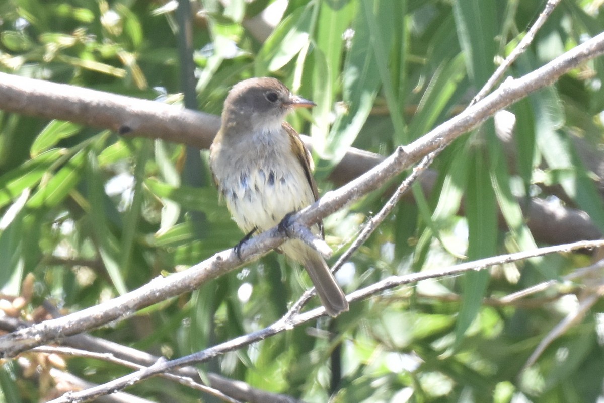 Alder/Willow Flycatcher (Traill's Flycatcher) - ML620411115