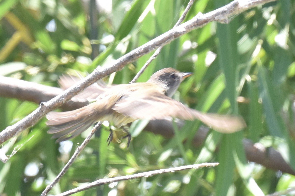 Alder/Willow Flycatcher (Traill's Flycatcher) - ML620411116