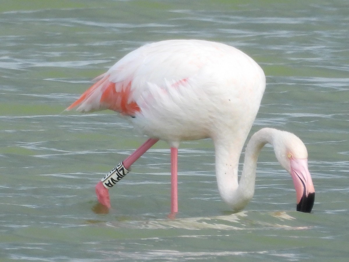 Greater Flamingo - ML620411136