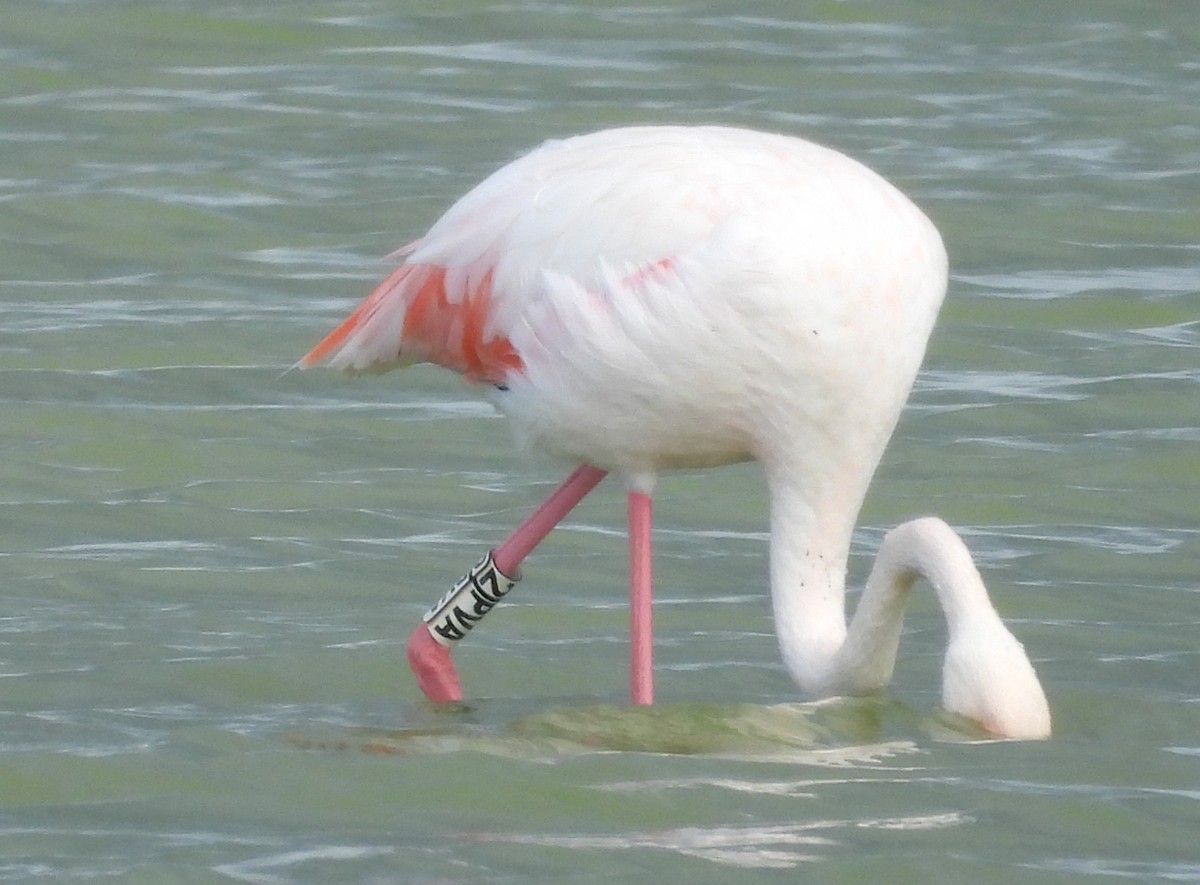 Greater Flamingo - ML620411137