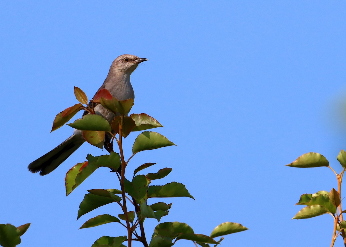 Northern Mockingbird - ML620411141